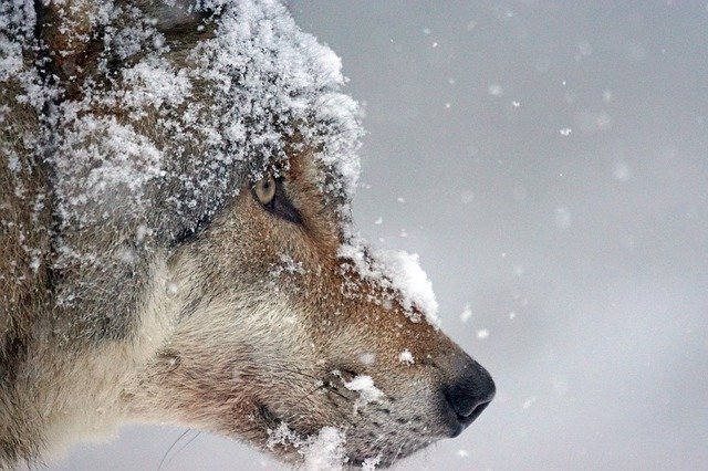 あまりの寒さに凍える狼