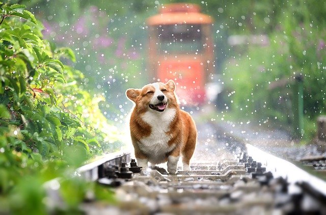 dog-train-rain