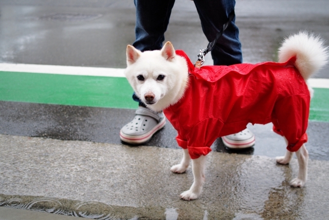 raincoat-dog