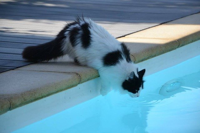 cat-water