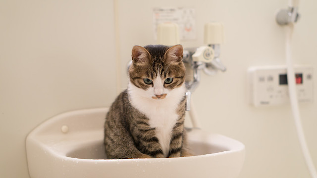 cat-bathroom
