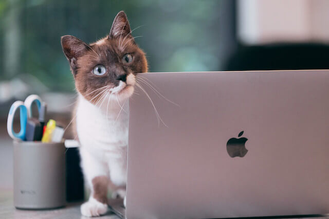 cat-pc-macbook