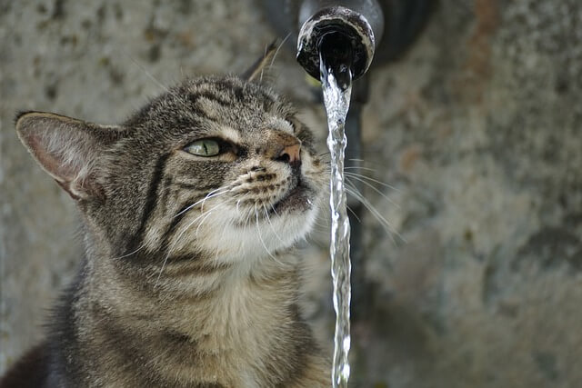 cat-water