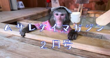 【ムサレタイマガジン2月号】折れた肋骨は挑戦の証