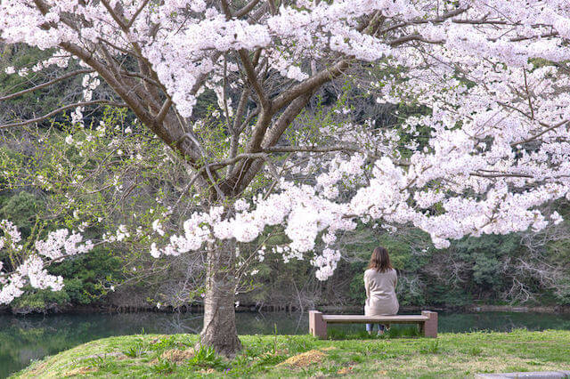 spring-cherry-blossoms-woman