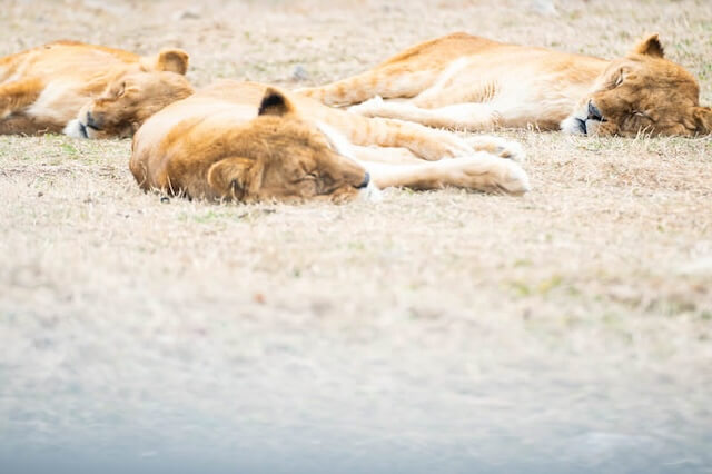 lions-sleeping