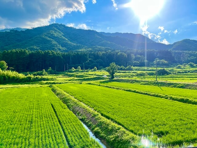 rice-field-country