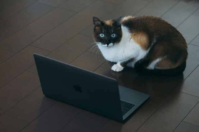 PC-cat