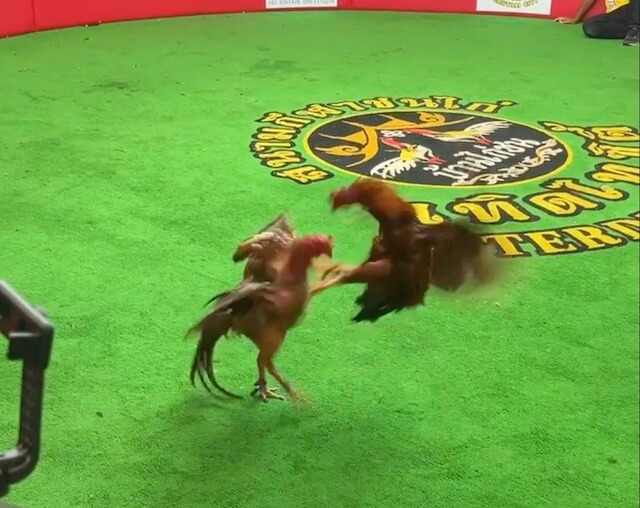 cockfighting01