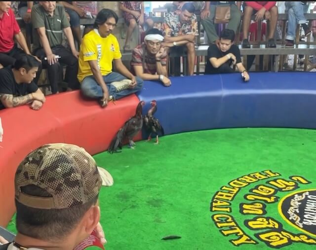cockfighting11