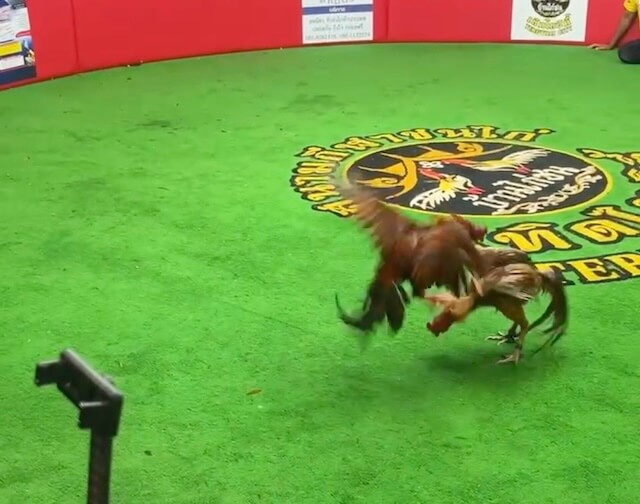 cockfighting12