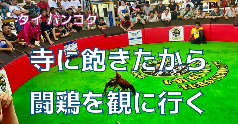 eyecatch-cockfighting