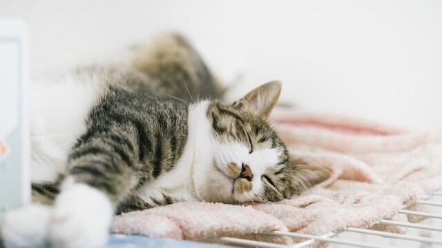 sleep-cat