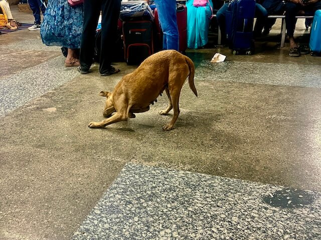 wild-dog-india