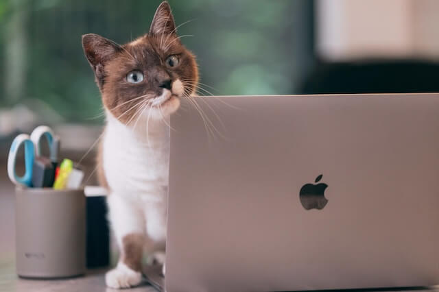 pc-cat